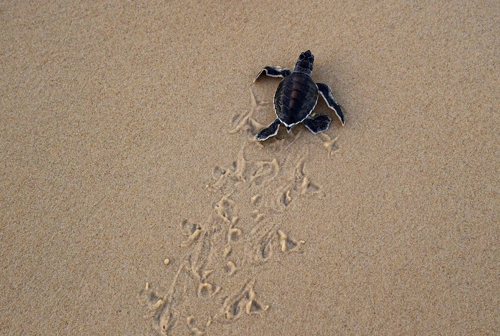 Bribie's hatchlings need our help